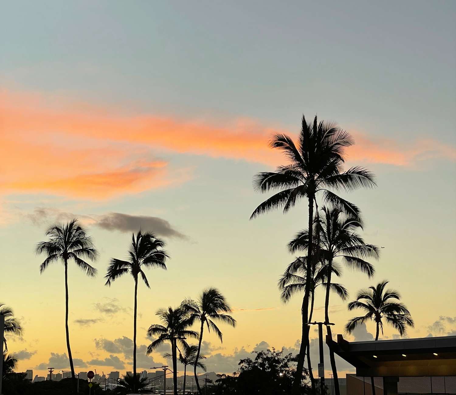 Some beautiful Palm Tree's over looking the  Sunrise in Hawaii